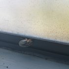 A beetle by the window